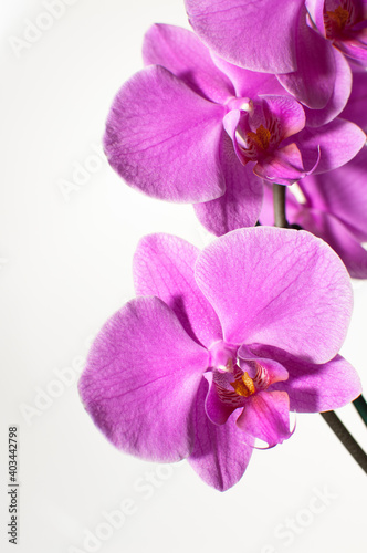 Blooming twig of pink orchid isolated on white background