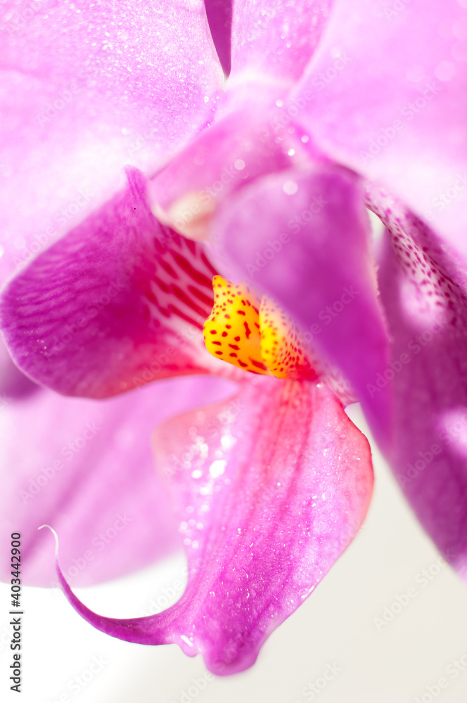 Detail of a pink orchid blossom - obrazy, fototapety, plakaty 