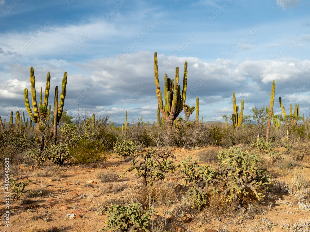 Sierra de San Francisco in the El Vizcaino Biosphere Reserve, Baja California Sur, Mexico, North America Sierra de San Francisco in the El Vizcaino Biosphere Reserve, Baja California Sur, Mexico, North America