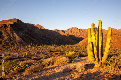 Mexican giant cardon cactus (Pachycereus pringlei), at sunrise on Isla San Esteban, Baja California, Mexico, North America photo