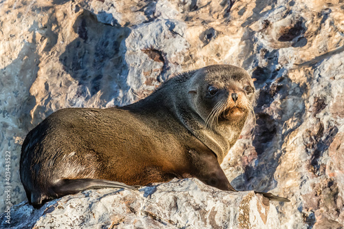 Guadalupe fur seal (Arctocephalus townsendi), hauled out on Isla Rasita, Baja California, Mexico, North America photo