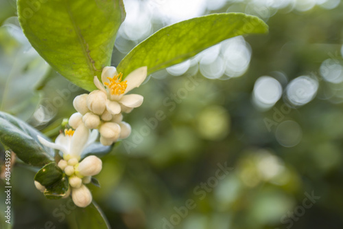 White lemon flowers on a tree blooming on a background of leaves and a blurred green effect. Close up.