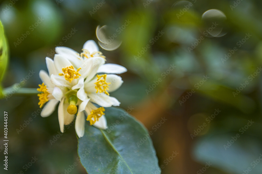 Obraz premium White lemon flowers on a tree blooming on a background of leaves and a blurred green effect. Close up.