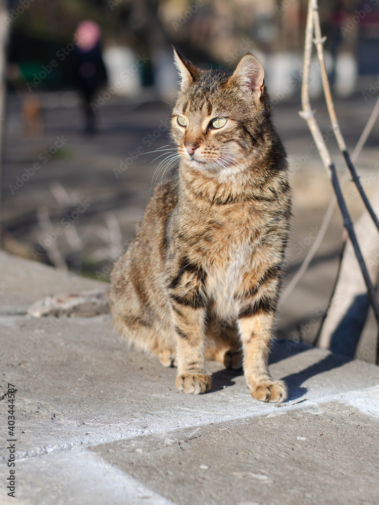 Fototapeta premium The street cat is basking in the sun. A yard, spotted cat.