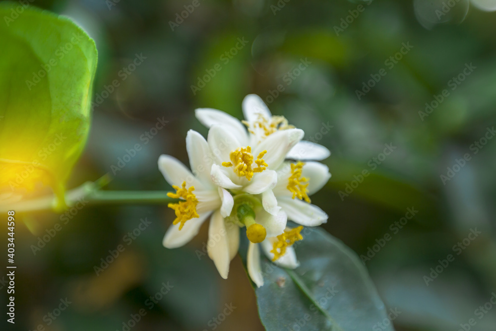 White lemon flowers on a tree blooming on a background of leaves and a blurred green effect. Close up. White lemon flowers on a tree blooming on a background of leaves and a blurred green effect. Close up.