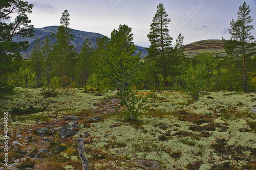 Rondane National Park, Innlandet County, Norway. photo