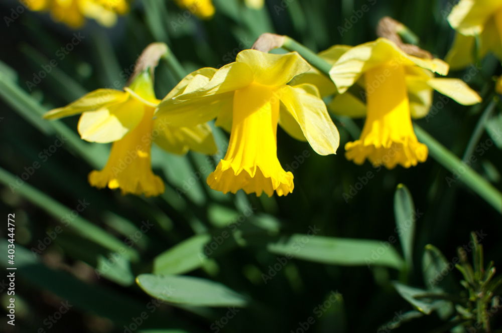 Yellow daffodil flowers blooming in the spring Yellow daffodil flowers blooming in the spring