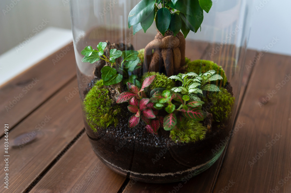 Small decoration plants in a glass bottle, garden terrarium bottle,  forest in a jar. Terrarium jar with piece of forest with self ecosystem. Save the earth concept. Bonsai, set of terrariums, jars