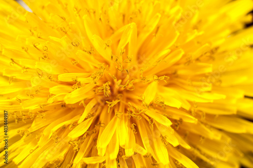 Dandelion flower