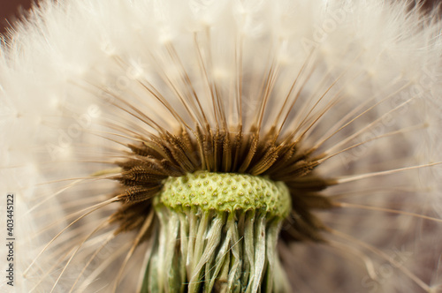 Abstract concept of dandelion spores - macro