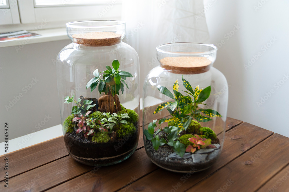Small decoration plants in a glass bottle, garden terrarium bottle, forest in a jar. Terrarium jar with piece of forest with self ecosystem. Save the earth concept. Bonsai, set of terrariums, jars