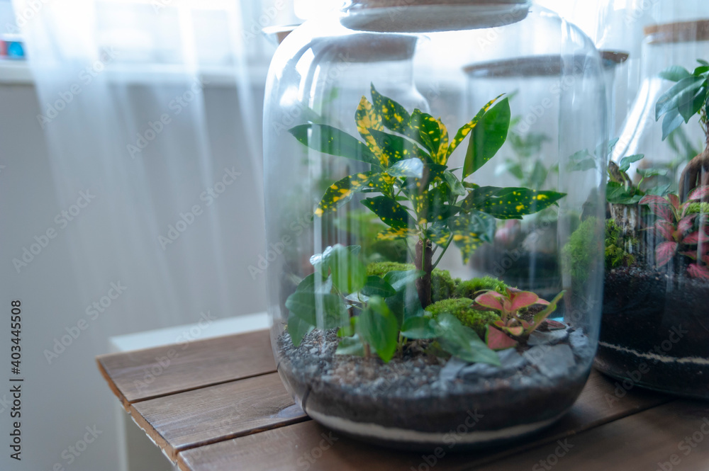 Small decoration plants in a glass bottle, garden terrarium bottle, forest in a jar. Terrarium jar with piece of forest with self ecosystem. Save the earth concept. Bonsai, set of terrariums, jars