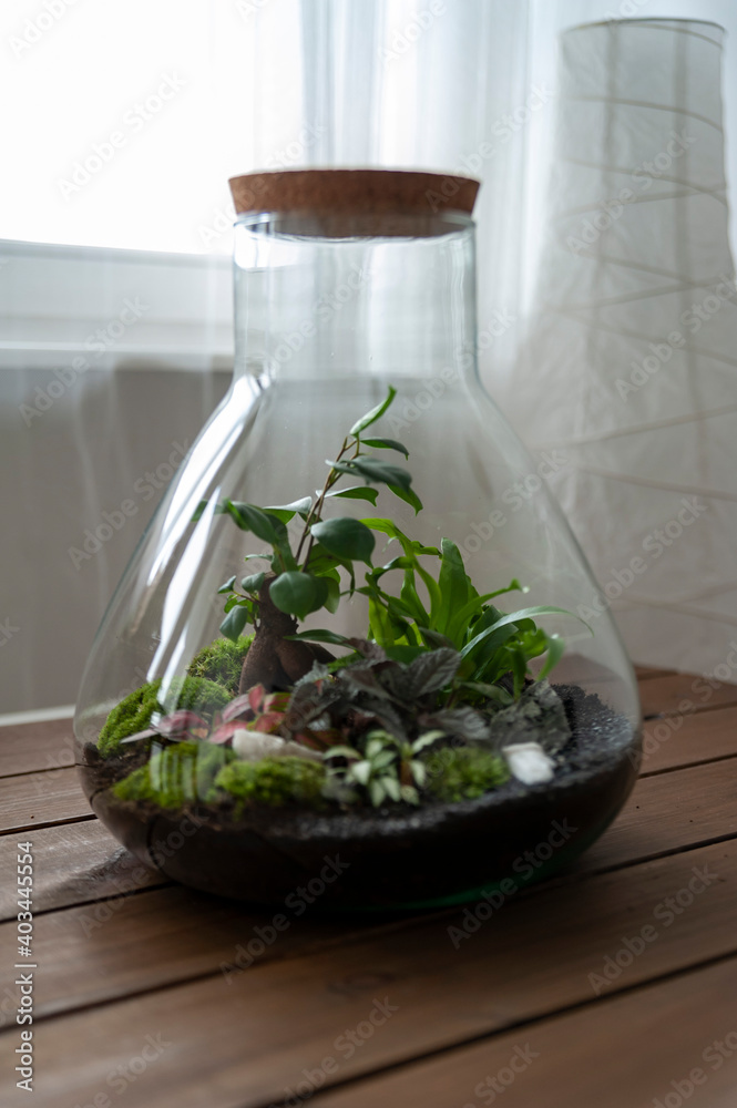 Small decoration plants in a glass bottle, garden terrarium bottle, forest in a jar. Terrarium jar with piece of forest with self ecosystem. Save the earth concept. Bonsai, set of terrariums, jars