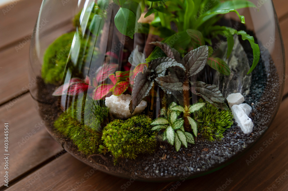Small decoration plants in a glass bottle, garden terrarium bottle, forest in a jar. Terrarium jar with piece of forest with self ecosystem. Save the earth concept. Bonsai, set of terrariums, jars