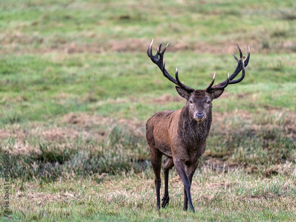 Red Deer, Killarney National Park, County Kerry, Munster, Republic of Ireland, Europe Red Deer, Killarney National Park, County Kerry, Munster, Republic of Ireland, Europe