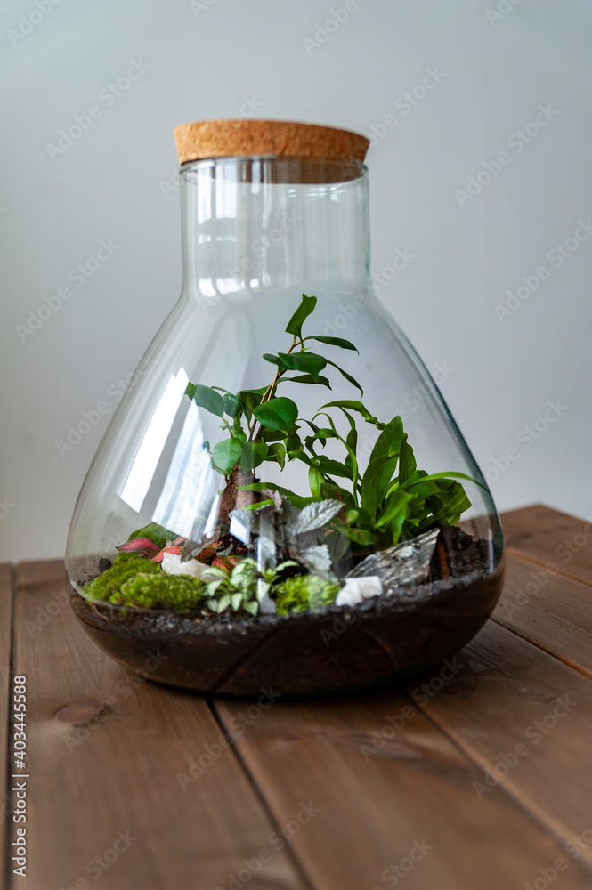 Small decoration plants in a glass bottle, garden terrarium bottle, forest in a jar. Terrarium jar with piece of forest with self ecosystem. Save the earth concept. Bonsai, set of terrariums, jars