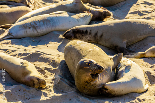 Seals along the beach bathing in the sun, Big Sur, California, United States of America, North America photo