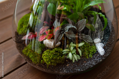 Obraz na płótnie Small decoration plants in a glass bottle, garden terrarium bottle, forest in a jar. Terrarium jar with piece of forest with self ecosystem. Save the earth concept. Bonsai, set of terrariums, jars w salonie