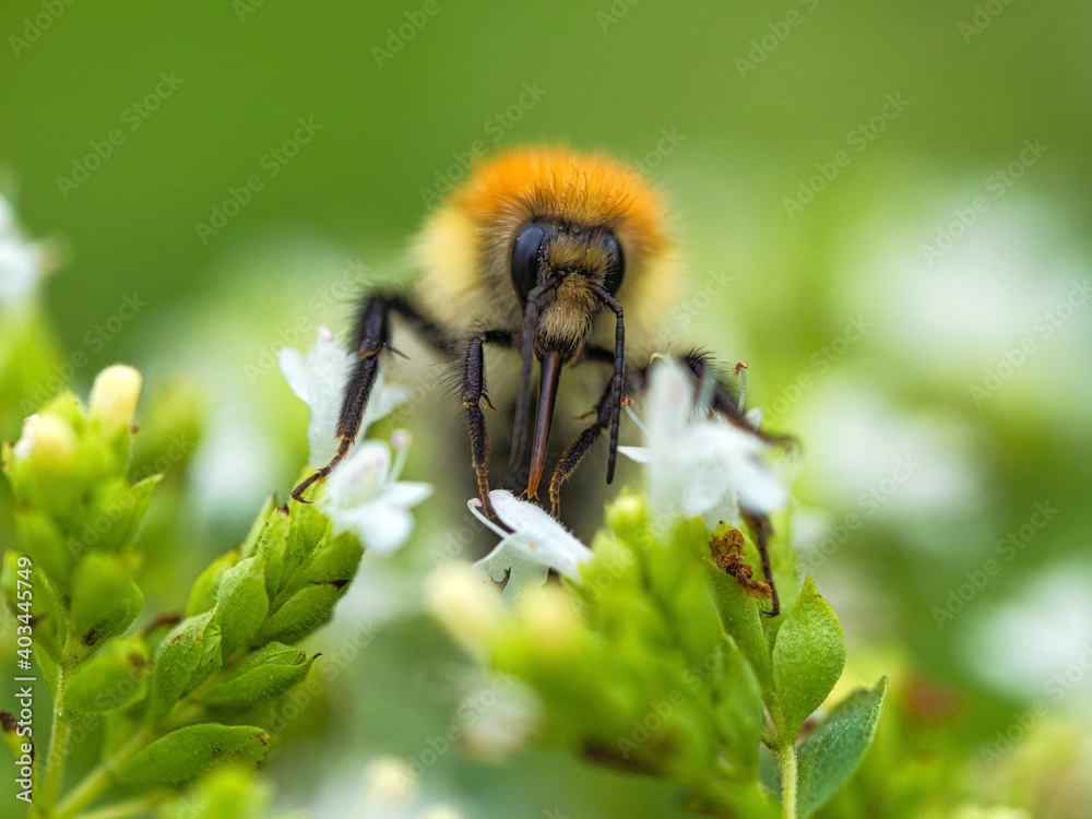 Common Carder Bee, County Clare, Munster, Republic of Ireland, Europe Common Carder Bee, County Clare, Munster, Republic of Ireland, Europe