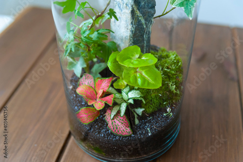 Small decoration plants in a glass bottle/garden terrarium bottle/ forest in a jar. Terrarium jar with piece of forest with self ecosystem. Save the earth concept. Bonsai, set of terrariums/ jars