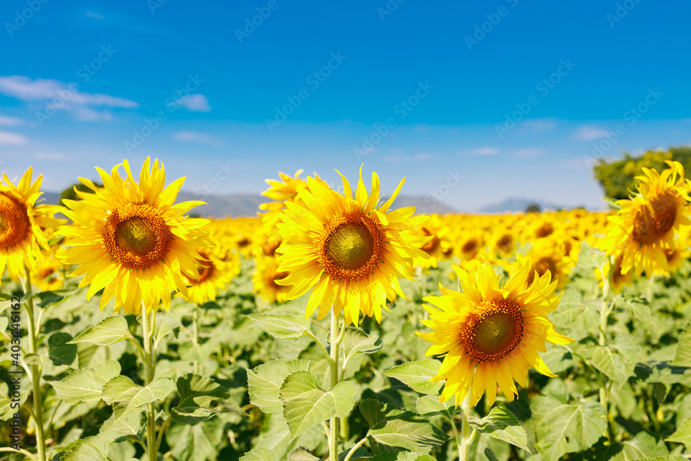 The field of blooming sunflowers on a sky blue background.