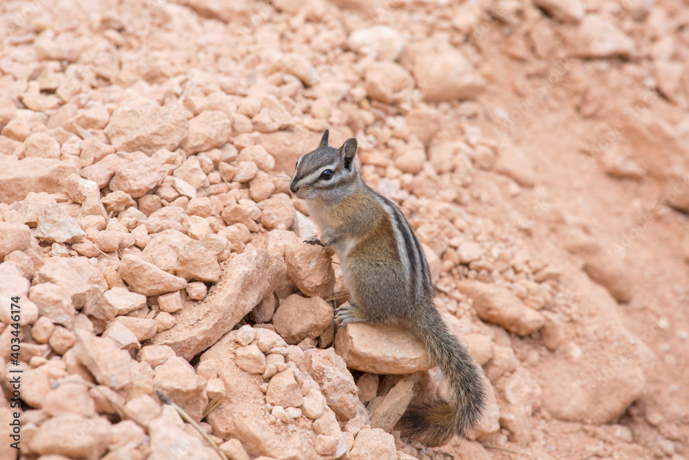 Least chipmunk (Neotamias minimus) on rocks beside the Queen's Garden Trail, Bryce Canyon National Park, Utah, United States of America, North America Least chipmunk (Neotamias minimus) on rocks beside the Queen's Garden Trail, Bryce Canyon National Park, Utah, United States of America, North America
