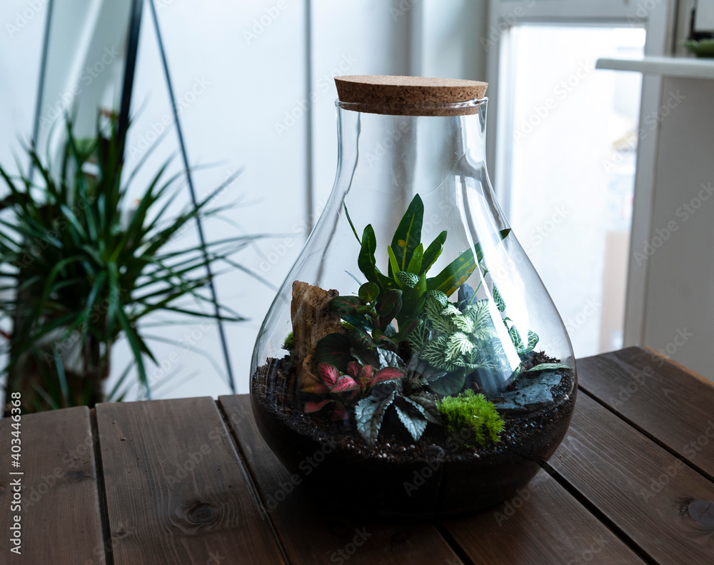 Small decoration plants in a glass bottle/garden terrarium bottle/ forest in a jar. Terrarium jar with piece of forest with self ecosystem. Save the earth concept. Bonsai, set of terrariums/ jars
