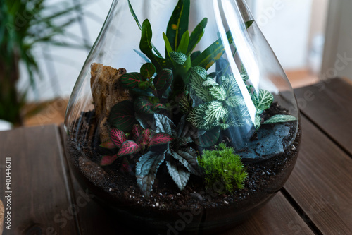 Small decoration plants in a glass bottle/garden terrarium bottle/ forest in a jar. Terrarium jar with piece of forest with self ecosystem. Save the earth concept. Bonsai, set of terrariums/ jars