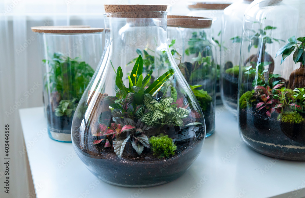 Small decoration plants in a glass bottle/garden terrarium bottle/ forest in a jar. Terrarium jar with piece of forest with self ecosystem. Save the earth concept. Bonsai, set of terrariums/ jars