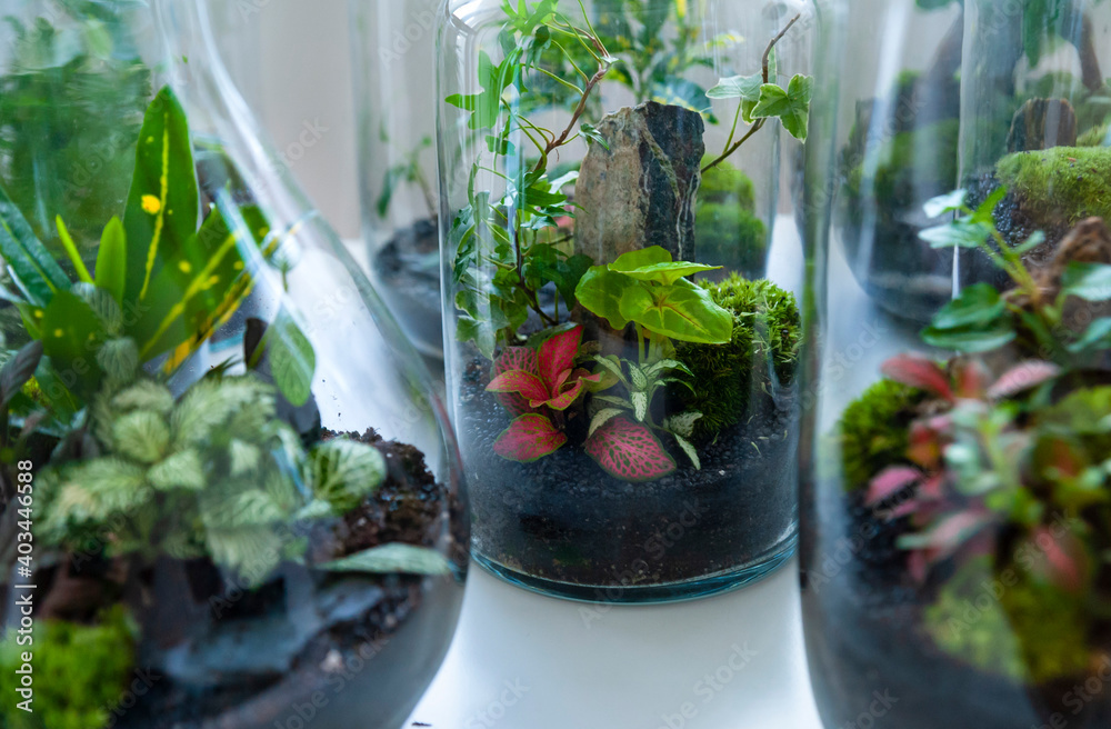 Small decoration plants in a glass bottle/garden terrarium bottle/ forest in a jar. Terrarium jar with piece of forest with self ecosystem. Save the earth concept. Bonsai, set of terrariums/ jars