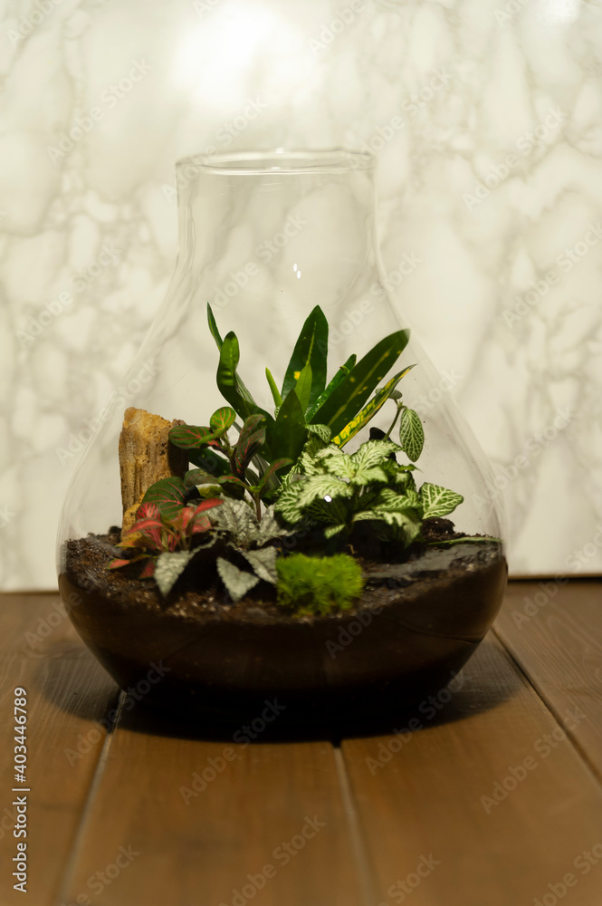 Small decoration plants in a glass bottle/garden terrarium bottle/ forest in a jar. Terrarium jar with piece of forest with self ecosystem. Save the earth concept. Bonsai, set of terrariums/ jars Small decoration plants in a glass bottle/garden terrarium bottle/ forest in a jar. Terrarium jar with piece of forest with self ecosystem. Save the earth concept. Bonsai, set of terrariums/ jars