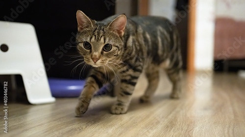 Beautiful tabby cat is walking under the table © Alex