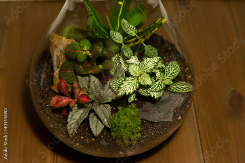 Small decoration plants in a glass bottle/garden terrarium bottle/ forest in a jar. Terrarium jar with piece of forest with self ecosystem. Save the earth concept. Bonsai, set of terrariums/ jars