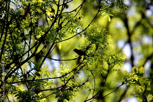 leaves against the sky