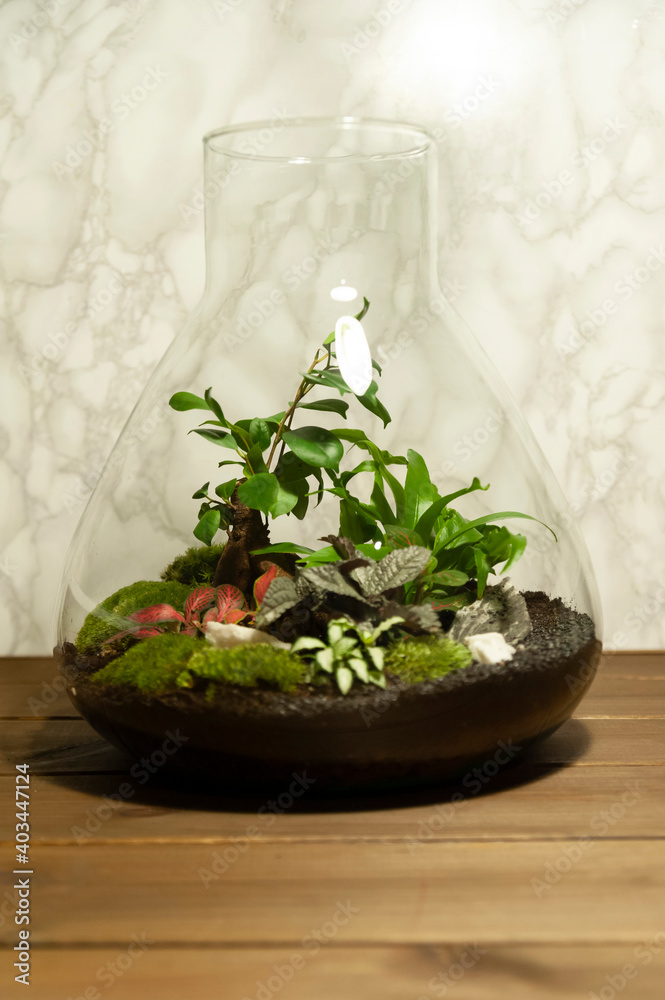 Small decoration plants in a glass bottle/garden terrarium bottle/ forest in a jar. Terrarium jar with piece of forest with self ecosystem. Save the earth concept. Bonsai, set of terrariums/ jars