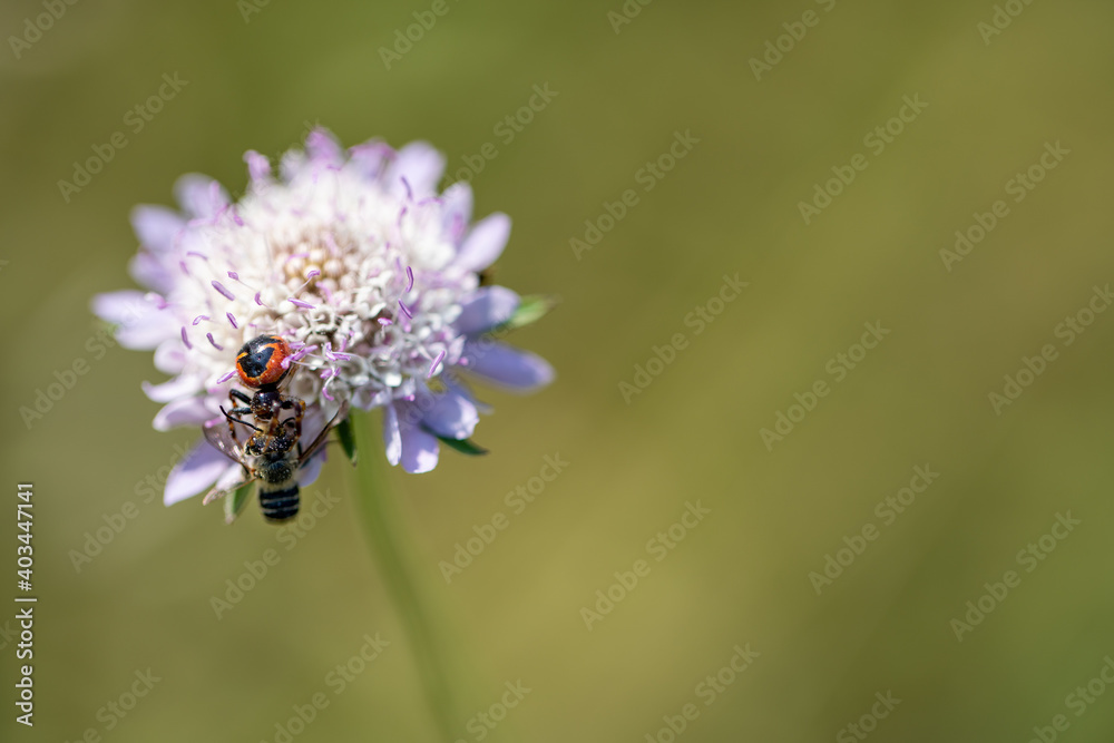 Spider vs bee over flower with blurred background Spider vs bee over flower with blurred background