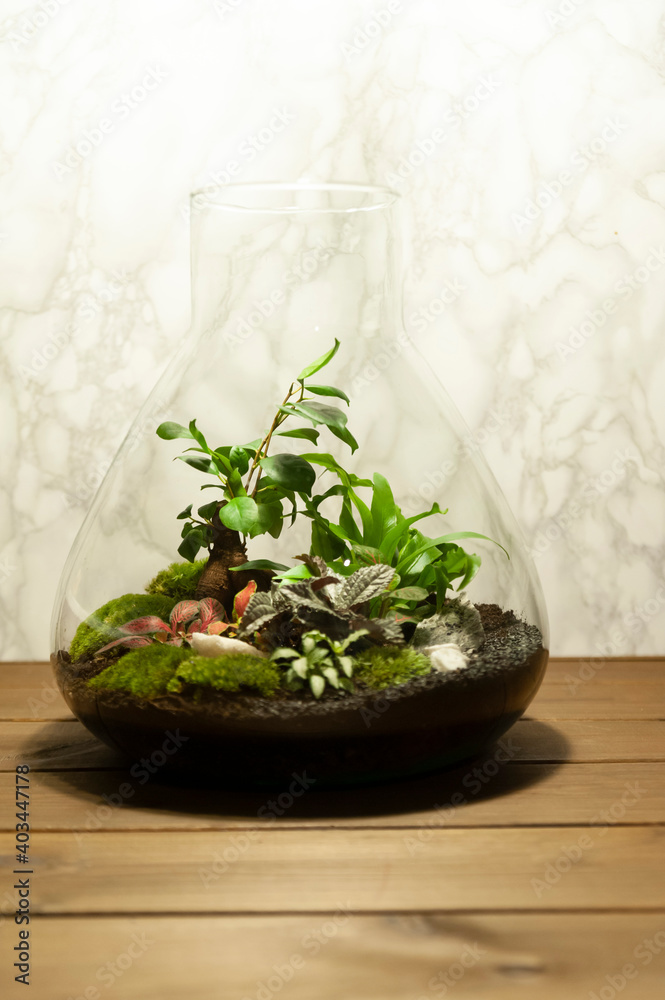 Small decoration plants in a glass bottle/garden terrarium bottle/ forest in a jar. Terrarium jar with piece of forest with self ecosystem. Save the earth concept. Bonsai, set of terrariums/ jars