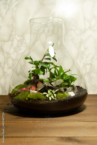 Obraz na płótnie Small decoration plants in a glass bottle/garden terrarium bottle/ forest in a jar. Terrarium jar with piece of forest with self ecosystem. Save the earth concept. Bonsai, set of terrariums/ jars w salonie