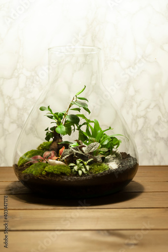 Obraz na płótnie Small decoration plants in a glass bottle/garden terrarium bottle/ forest in a jar. Terrarium jar with piece of forest with self ecosystem. Save the earth concept. Bonsai, set of terrariums/ jars w salonie