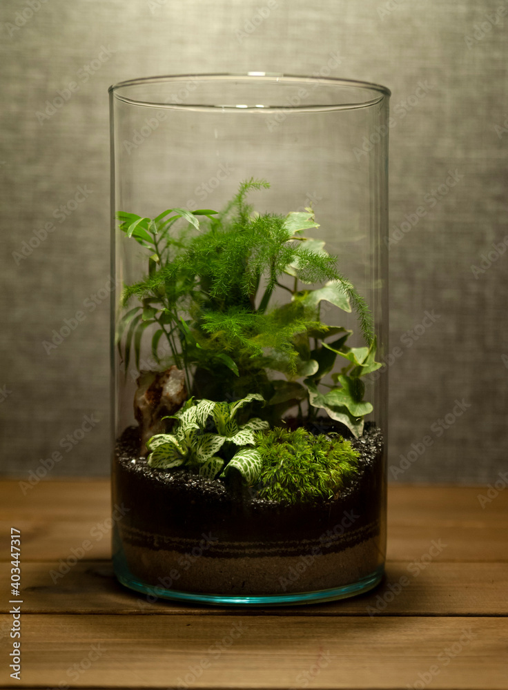 Small decoration plants in a glass bottle/garden terrarium bottle/ forest in a jar. Terrarium jar with piece of forest with self ecosystem. Save the earth concept. Bonsai, set of terrariums/ jars