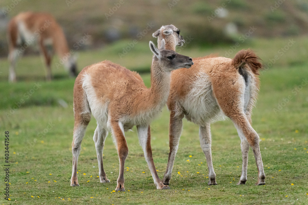 The guanaco (Lama guanicoe) The guanaco (Lama guanicoe)