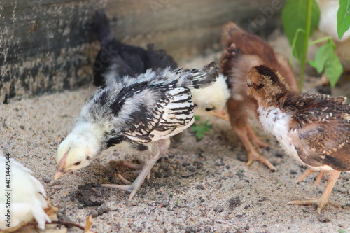 Group of Young baby Bantam chick in the sand