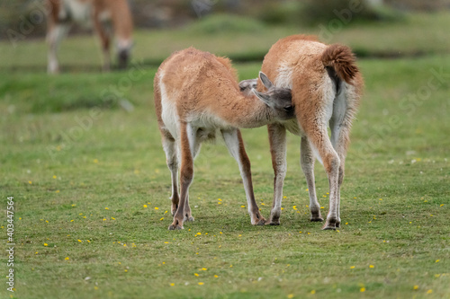 The guanaco (Lama guanicoe)