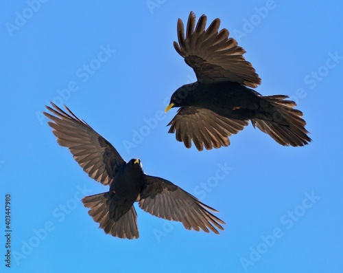 Alpine chough couple ,  Pyrrhocorax Graculus - Flying birds