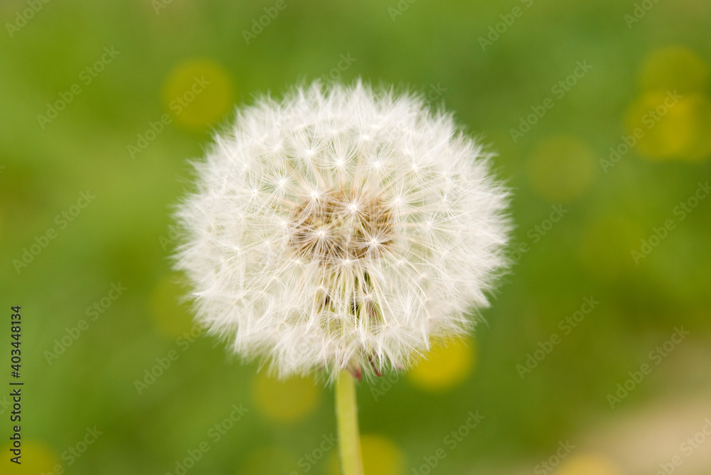 Löwenzahn Pusteblume auf Wiese Löwenzahn Pusteblume auf Wiese