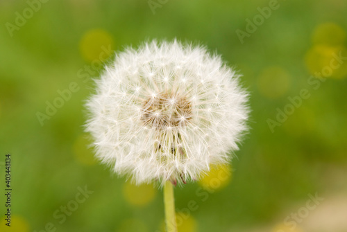 L  wenzahn Pusteblume auf Wiese