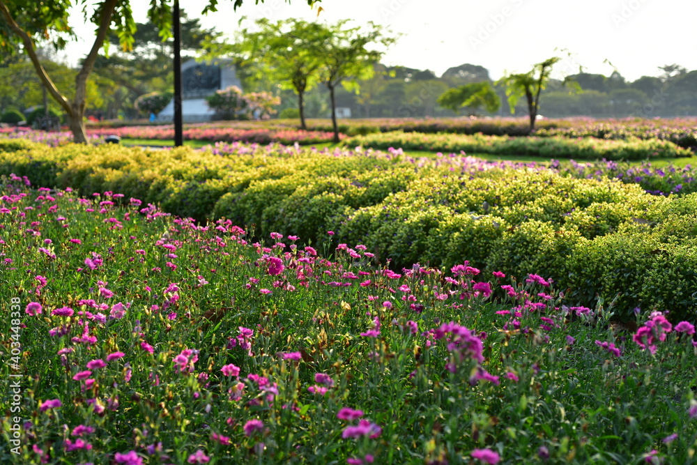 Colorful flowers in nature.flowers in the garden.Flower Blooming in the Suan Luang Rama IX Park. 