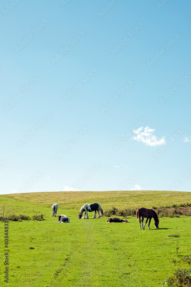 Wild horses in the Begwns of Wales.
