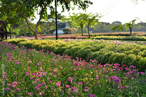Fototapeta Naklejka Na Ścianę i Meble -  Colorful flowers in nature.flowers in the garden.Flower Blooming in the Suan Luang Rama IX Park. 