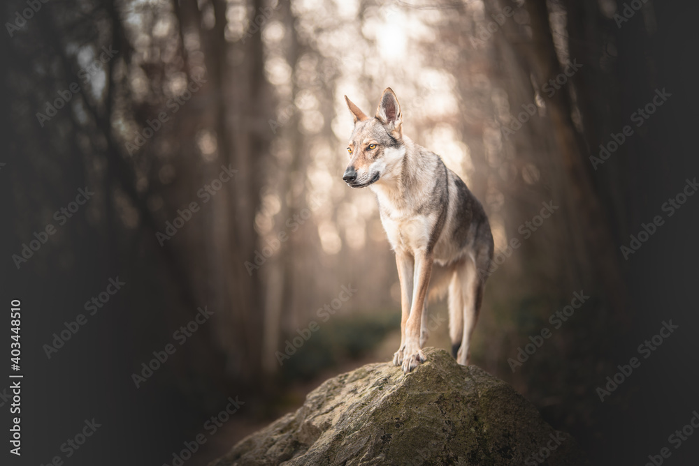 Portrait of a wolf dog on a rock in a forest in winter time, hiking, adventure, wild